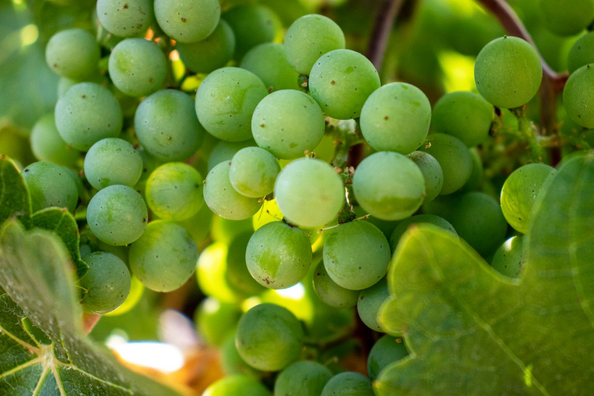 CliffLedeWine's tweet photo. Up close and personal! #napavalley https://t.co/RfRG3yvkH0