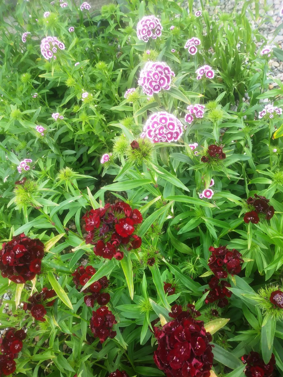 Here's just a few plants that are looking good at the moment...and we have just started our summer sale!