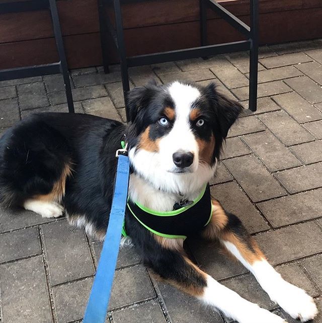 UNIONKitchenTap's tweet photo. Pups just wanna have fun, too like @couver.the.aussie 🐶 Bring in your furry friends anytime & treat them to something on our Patio Pup Menu😍🍗 #DevotedToTheCraft #UnionKitchenTap https://t.co/47s6ziIOAo https://t.co/fUUK3U9fKt