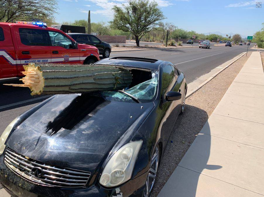 vickikarrnews's tweet image. Meanwhile in #Arizona 😲- NW Fire crews found this Saguaro lodged through a windshield after a crash near First and Via Entrada. Amazingly, no one was hurt! [Pic: @NorthwestFire]