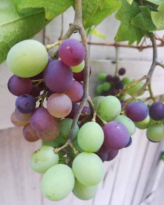 dev_gajender's tweet image. 