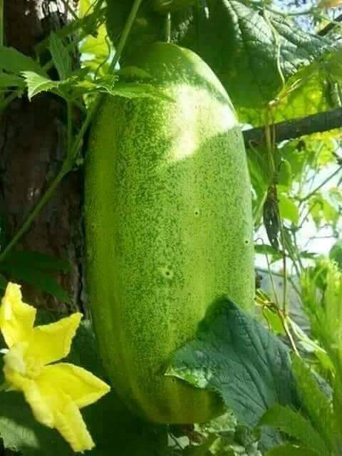 dev_gajender's tweet image. 