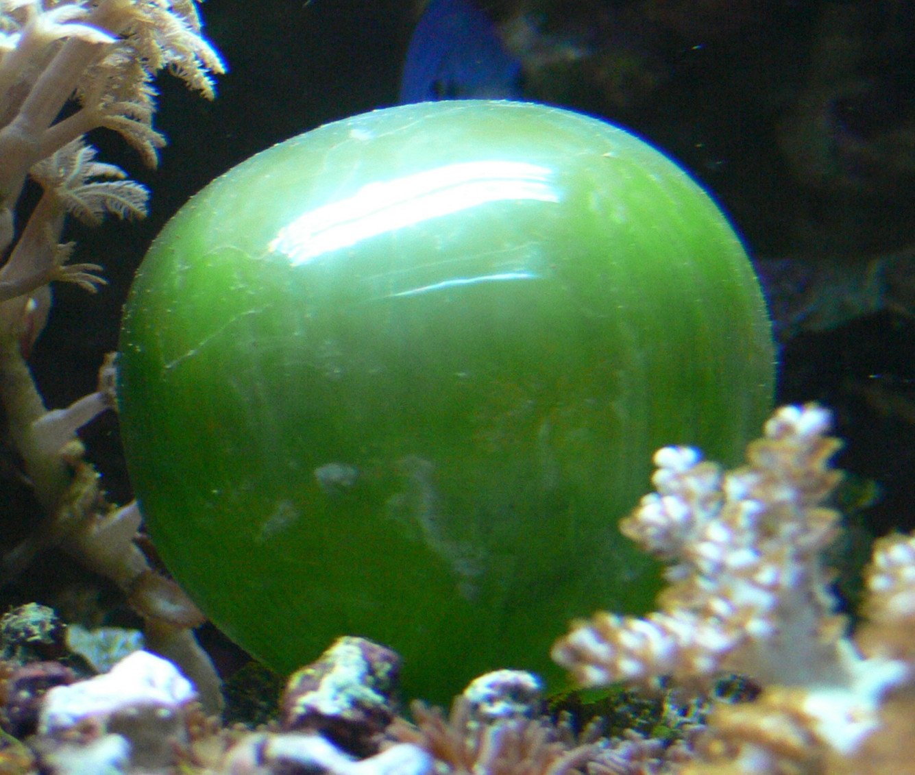 Ferris Jabr on Twitter: "Xenophyophores are deep-sea, single-celled, amoeba-like  organisms that encase themselves in shells of diverse forms. They can grow  up to 8 inches in diameter https://t.co/vSfzVwiskq" / Twitter