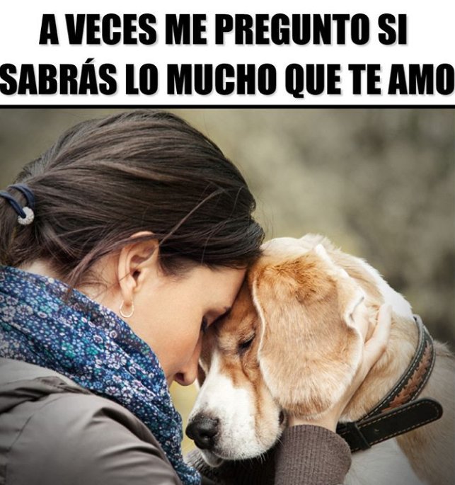 parisi_haydee's tweet image. A veces me pregunto si sabrás lo mucho que te amo ❤🐕🐾🐕🐾