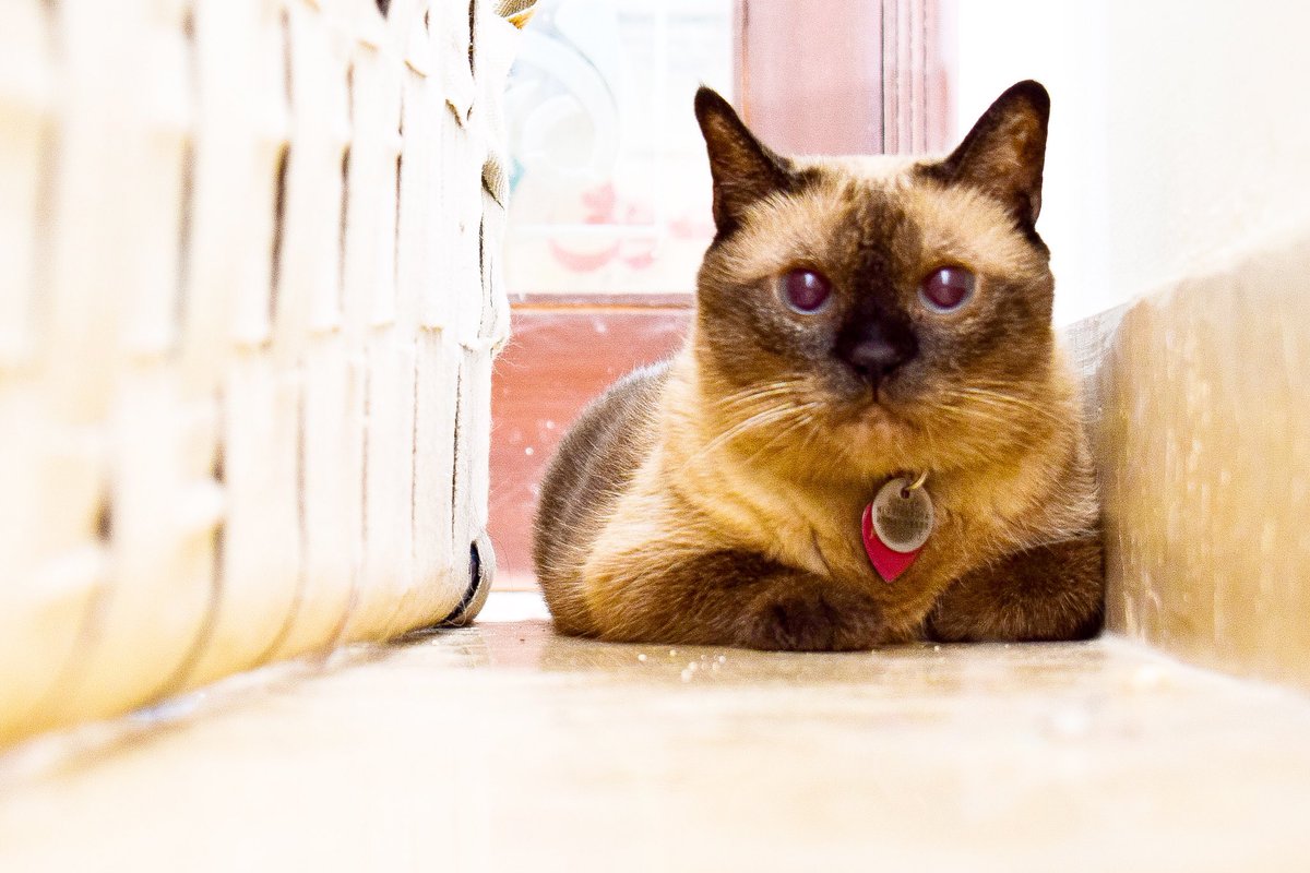 LahoreCatLady's tweet photo. Over the weekend, Paws returned to boarding with me after a month and a half. I got super excited, secretly having missed her.
#cats #catboarding #lahorecatlady #lahorecats #catsoflahore https://t.co/wlTUiAAK2d