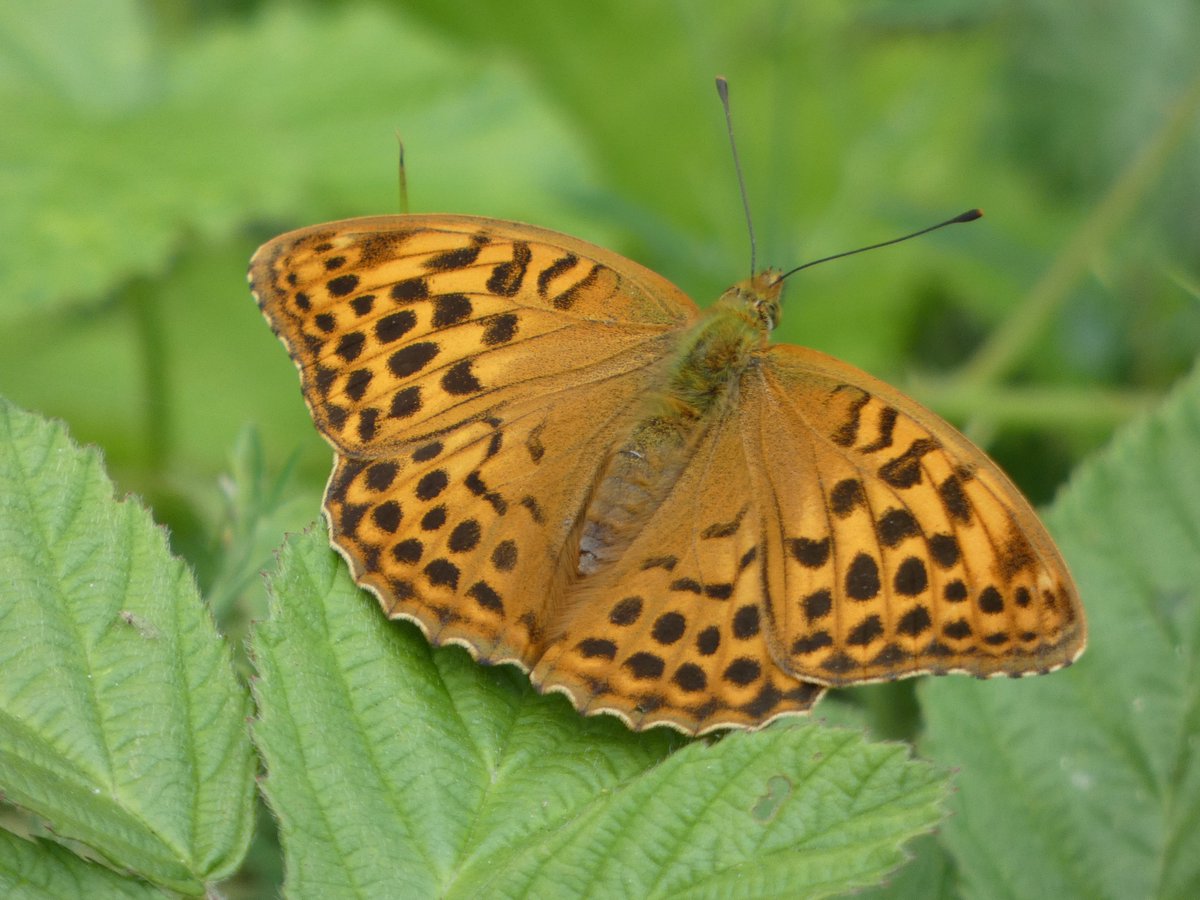 JamesTimms5's tweet photo. Quite a few flies were photo bombing my White Admiral shot today in #RytonWood @WKWT . A little better with the Silver-Washed Fritillary, and Purple Hairstreak but the Emperor just wouldn't come down. @NatureUK @Britnatureguide @BCWarwickshire @ukbutterflies @savebutterflies https://t.co/8opGyxRvJN