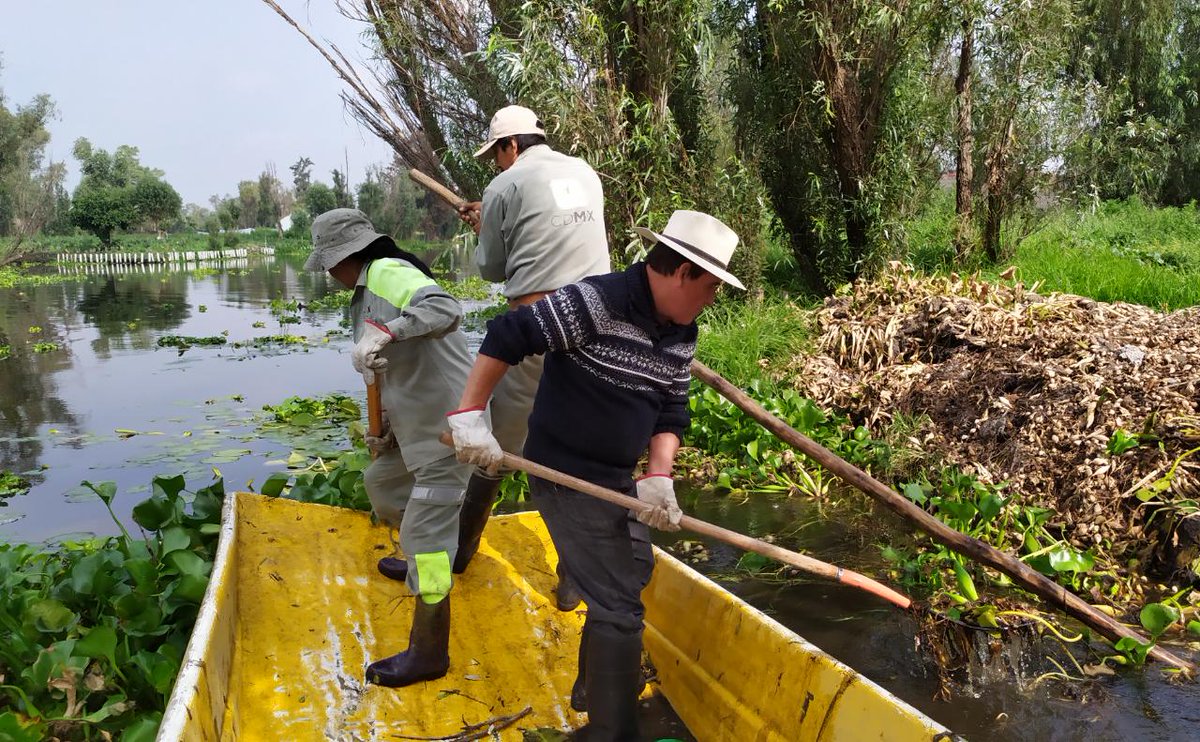 Alcaldía Xochimilco в Твиттере: «#SabíasQue Toda la maleza acuática que retiramos se usa como abono orgánico para nuestras chinampas. Hoy realizamos la limpieza de lirio acuático del Canal Apampilco.… https://t.co/aw6qDJhzzZ»