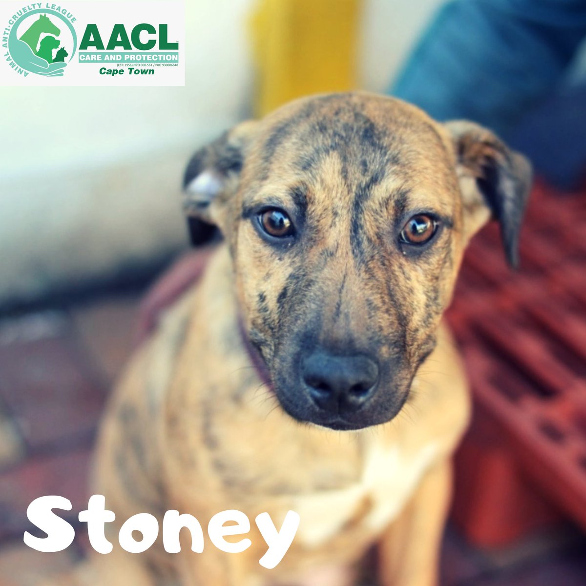 spca bellville adoption