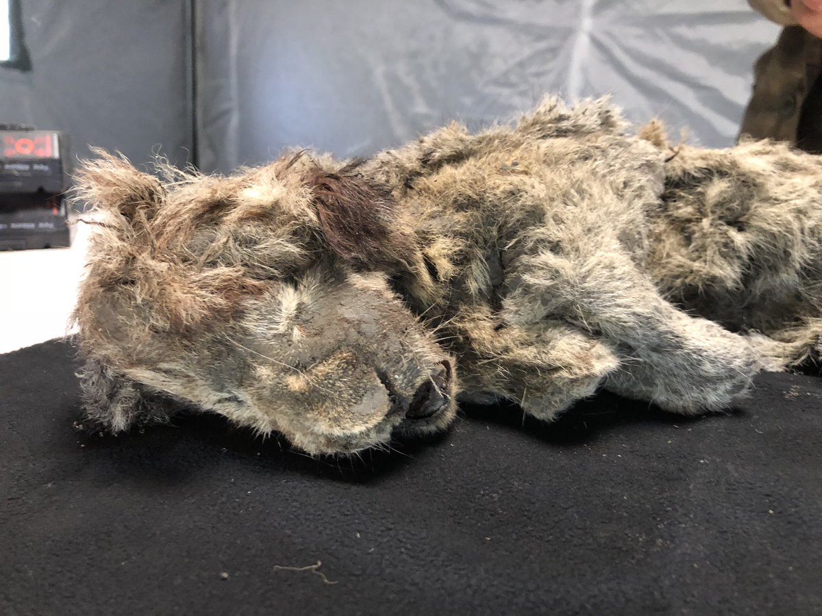 As an example, check out this extinct cave lion cub from Siberia. It's about the same age as the permafrost samples that the nematodes were associated with -- about 30,000-40,000 years old. It's incredibly pristine -- the best-preserved mummy I've ever seen in my career.