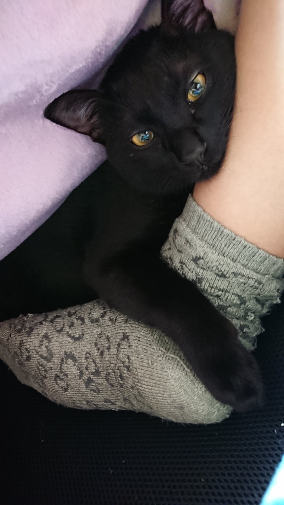 抱きつき猫 Twitter Search Twitter