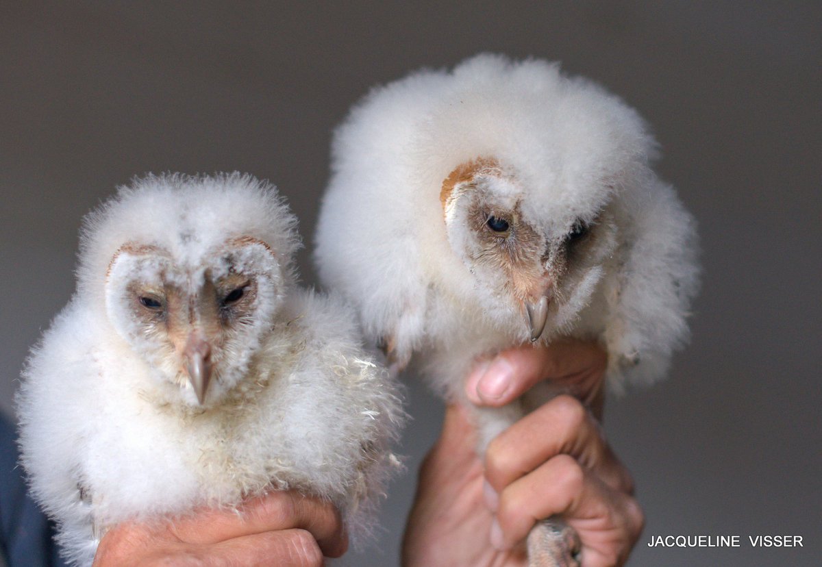 #Ameland Dit jaar hebben we drie moddervette jonge kerkuilen en een prachtig ouderpaar in de uilenkist