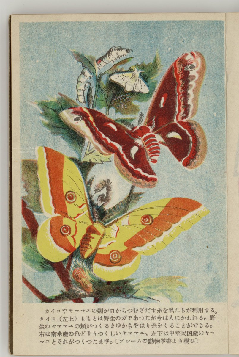 PrangeColl_jp's tweet image. #Librariesofinstagram の今月のチャレンジテーマは #Bugginout。画像は雁書房発行の「昆虫の世界」高島春雄著（1949）の挿絵です。@iglibraries