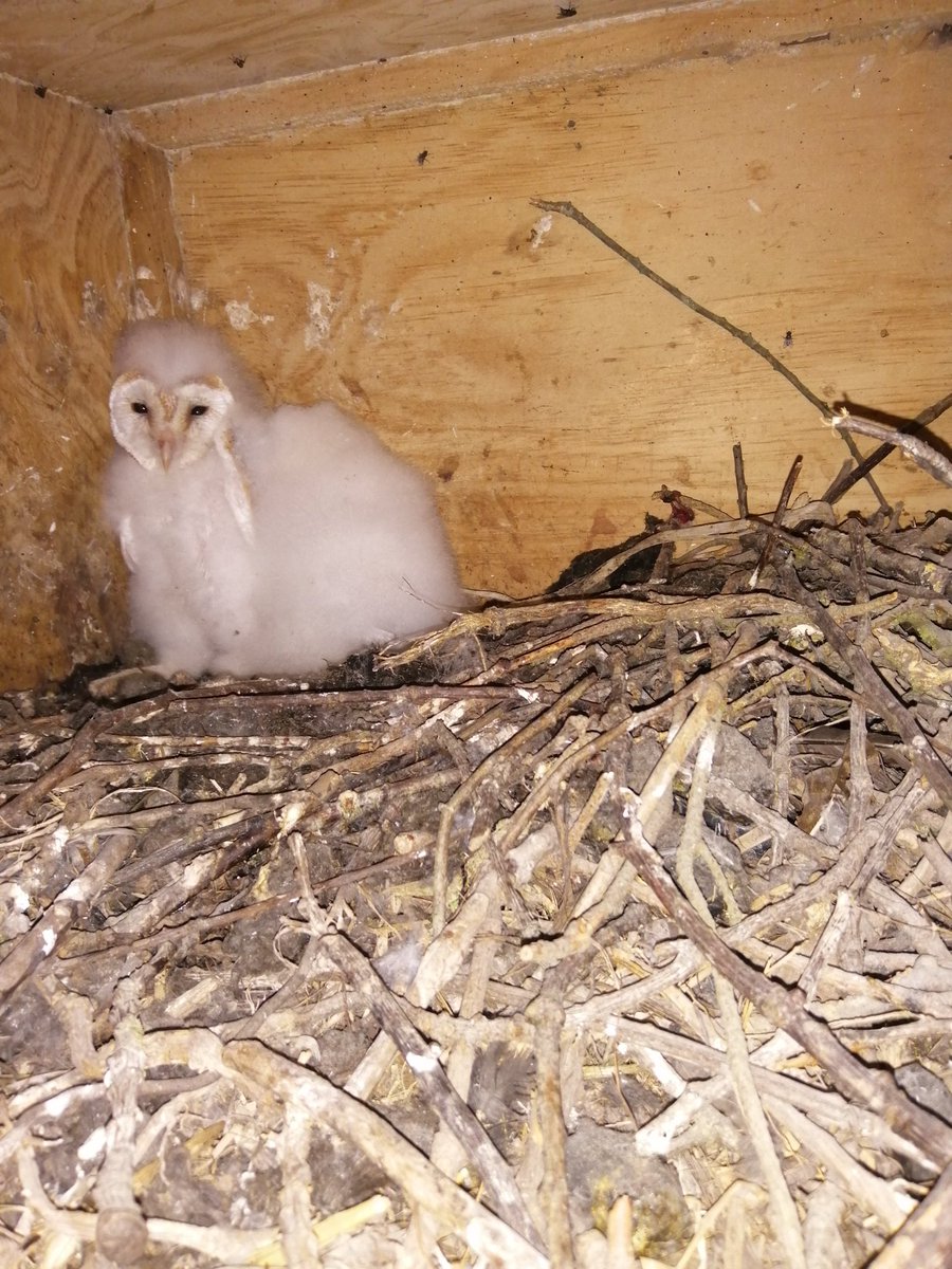 HarriermanPhil's tweet photo. 2 #Barn #Owls ringed today, plus 2 #Marsh #Harriers. Another #Harrier nest #predated ๐ข
Air raid shelter used by Barn Owls is an unusual nestcsite https://t.co/SPdJbFSk52