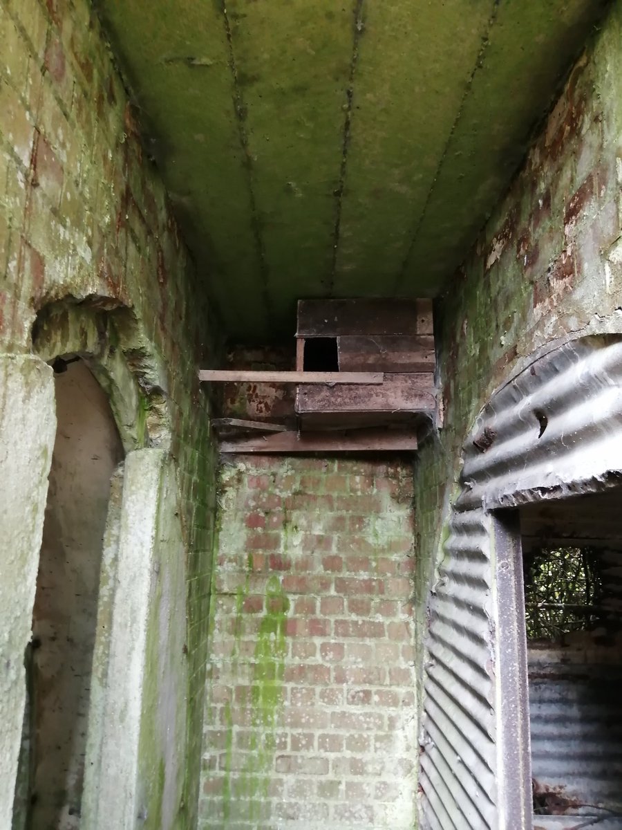 HarriermanPhil's tweet photo. 2 #Barn #Owls ringed today, plus 2 #Marsh #Harriers. Another #Harrier nest #predated ๐ข
Air raid shelter used by Barn Owls is an unusual nestcsite https://t.co/SPdJbFSk52