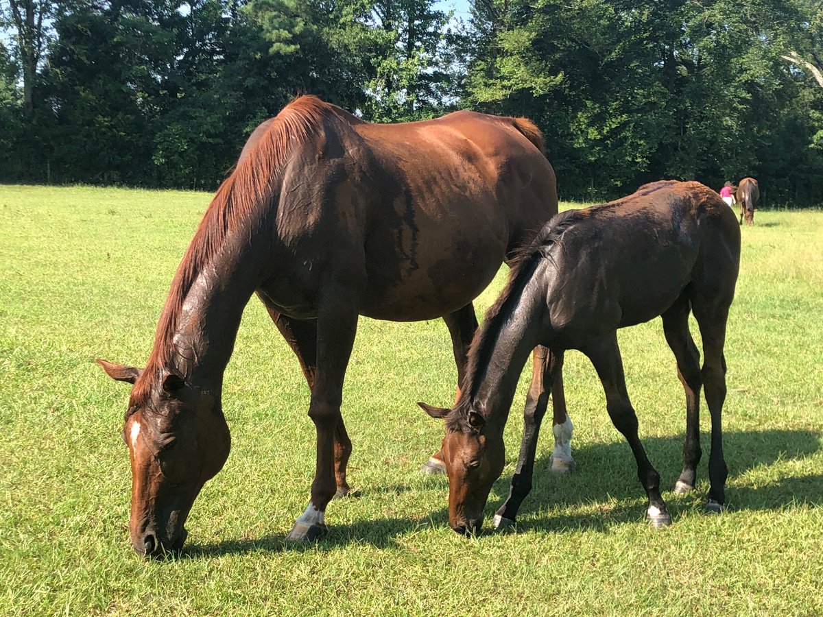 OaklawnRacing's tweet photo. We had the pleasure of catching up with some future Arkansas-bred runners today at John and Libbie Thiel’s Thumbs Up Farm. #arbred https://t.co/PWUzM8xlTm