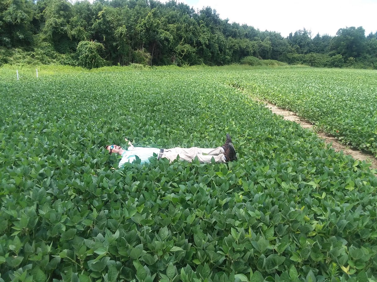 AustinBrownAg's tweet photo. We have some strong soybeans growing at the Northeast Ag Expo site. Come check out planting date, fungicide, fertility trials, &amp; more at the Field Day on July 25th. For more info visit https://t.co/XfBkyzk5Se @PerqCoExtension @aewood73 @areaagagent @CalebRi51722282 https://t.co/86RxjPsUEL