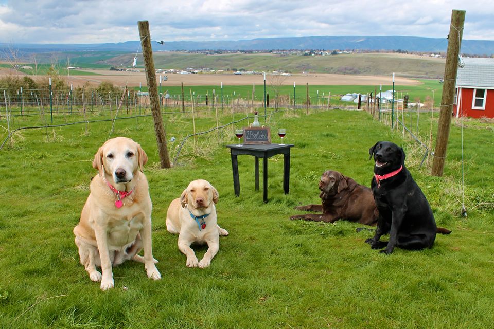 VisitLCValley's tweet photo. We aren't sure how two bad labs turned into four, but we do know you can do a private tasting of this incredible local wine by calling
(208) 553-8835 to make an appointment!
#visitlcvalley #twobadlabs #localwine #lewisclarkwine https://t.co/X4ZMPrfqro