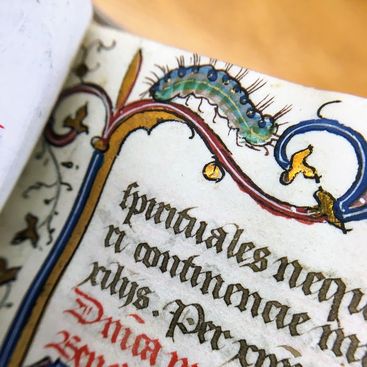 MUSpecColl's tweet image. Today&apos;s #BugginOut Challenge post comes from our illuminated processional. These little guys are crawling through the decorative vines in the margins. BX2032 .A2 1510z