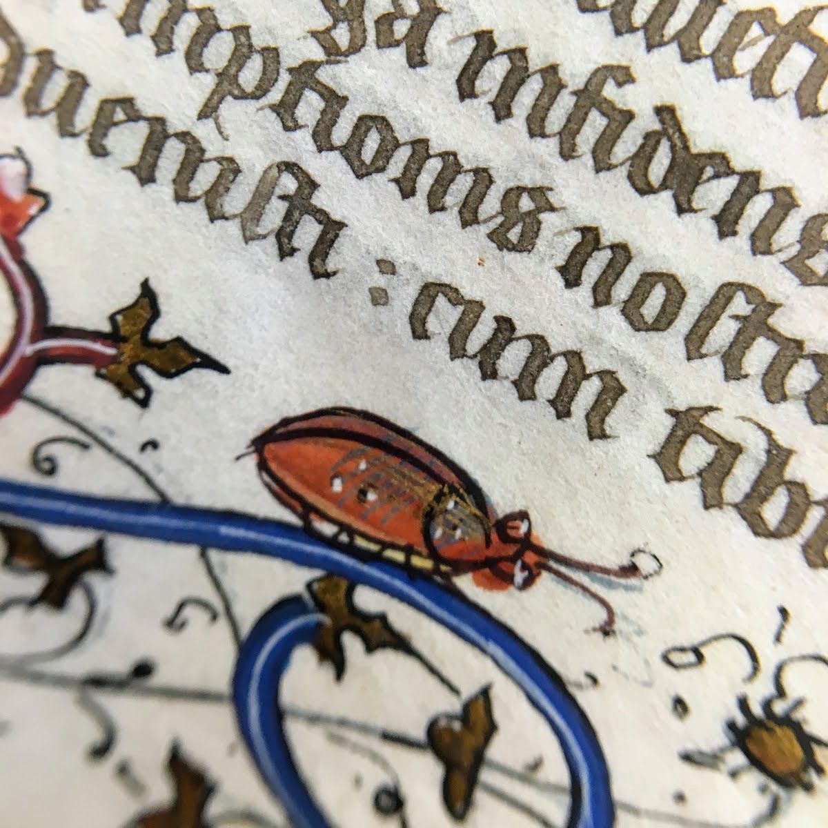 MUSpecColl's tweet image. Today&apos;s #BugginOut Challenge post comes from our illuminated processional. These little guys are crawling through the decorative vines in the margins. BX2032 .A2 1510z