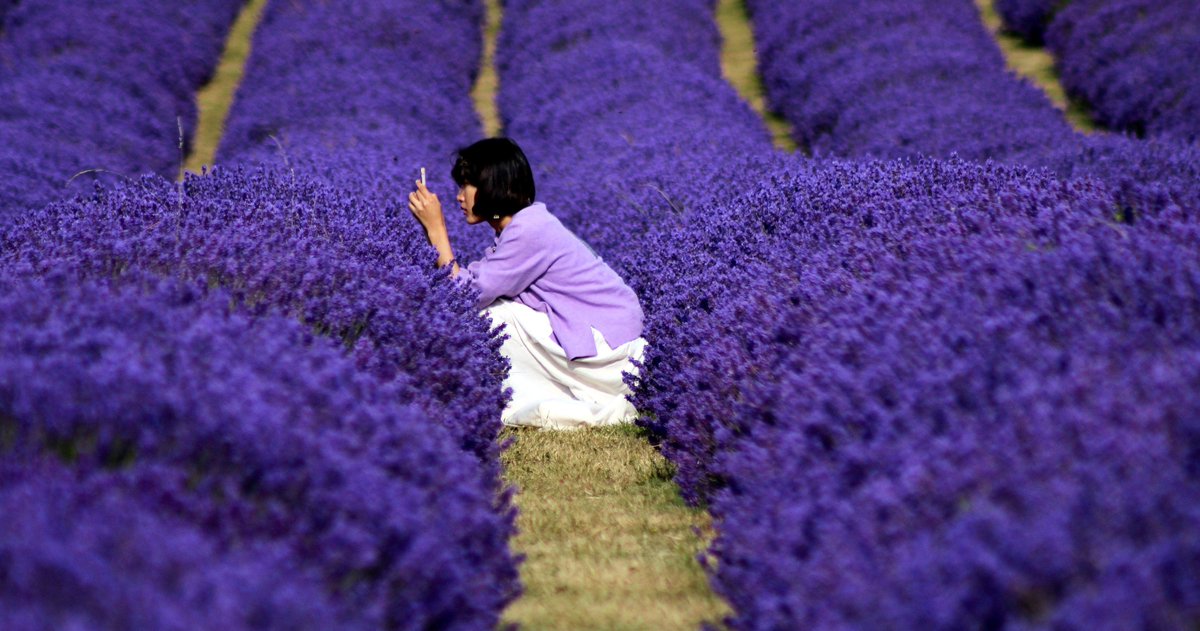 BritRail's tweet photo. July is the perfect time to visit #England's #lavender fields! I smell a photo opportunity 📷 #WanderlustWednesday  #travelling  #summer #Flowers https://t.co/CuSu6NFnJI