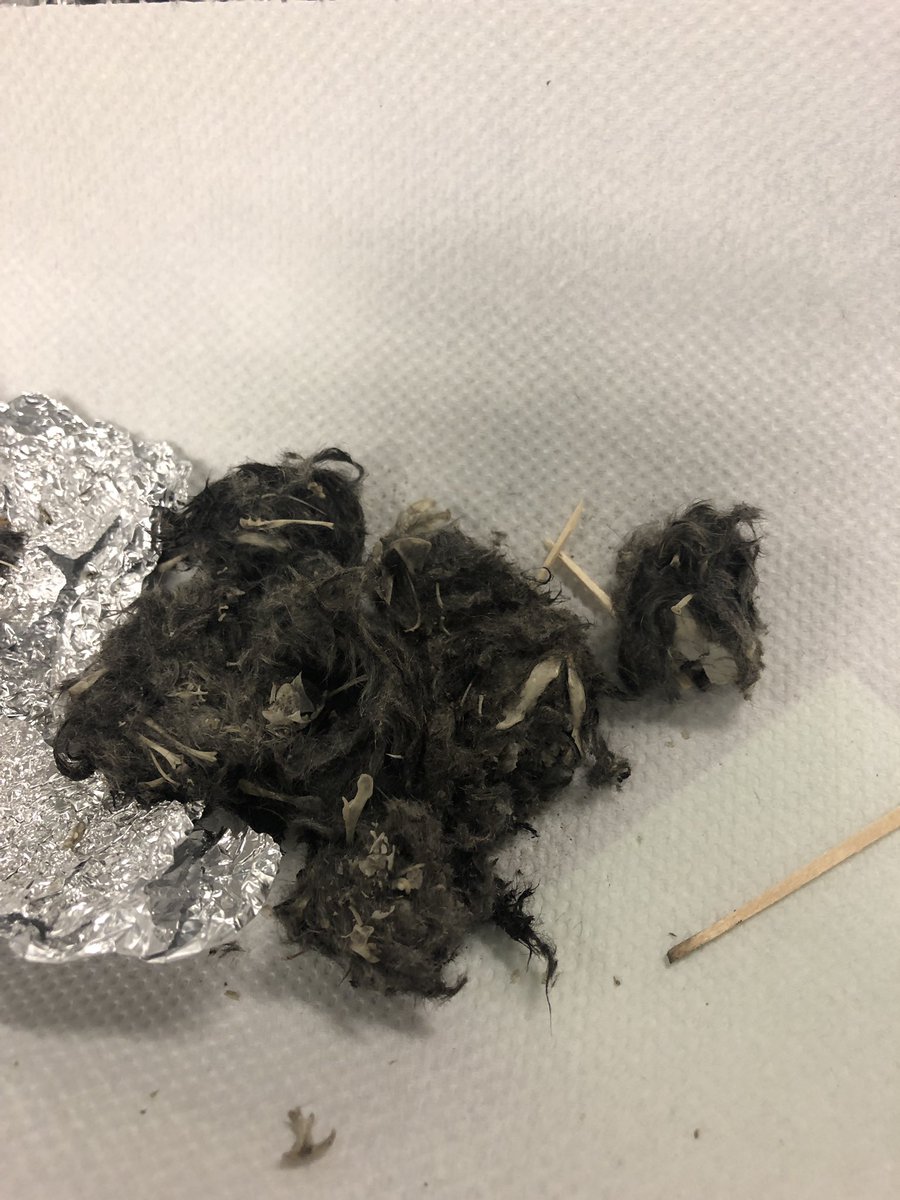 peggybvick's tweet image. Guess what’s inside this fossilized owl puke? #amstiscience #thirdgradescience #ithinkiamgoingtobesick #fieldmousegutsandbones @AlabamaDeptofEd @DrNicNalu @AMSTI_UM @blairr728 @bcsboe @GovernorKayIvey @especiallymoore