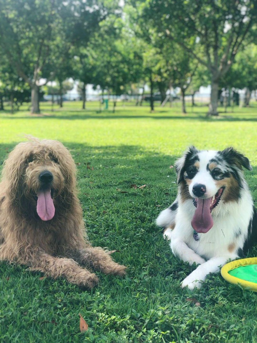 HyperPetToys's tweet photo. Sharing is caring! ❤️ It looks like Hoagie and Levi have their own Floppy Floppers but like to play with them one at a time. Siblings, lol…
Thank you @rafa_san_diego for sharing these pawesome photos with us of IG! 🐶 Hoagie and Levi are so cute!! #hyperpet #flippyfloppers https://t.co/qlN8E8RmaS
