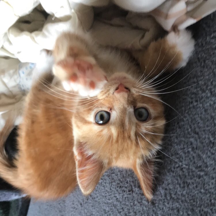 Sam_Gilbert2's tweet photo. baby simba🦁🧡 https://t.co/fPBc5sRdOQ