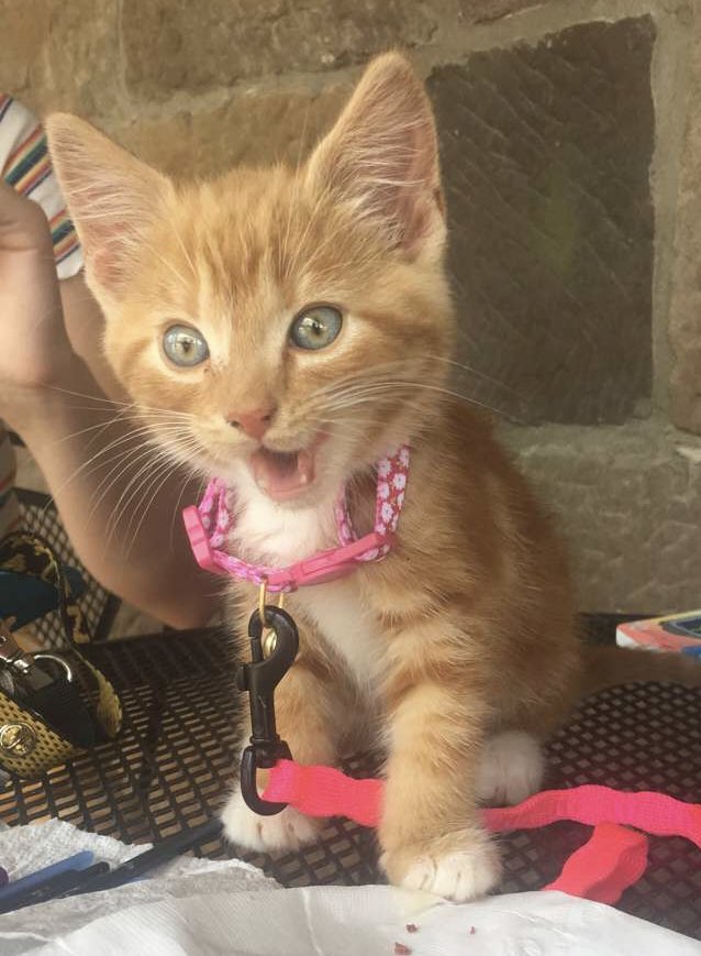 Sam_Gilbert2's tweet photo. baby simba🦁🧡 https://t.co/fPBc5sRdOQ