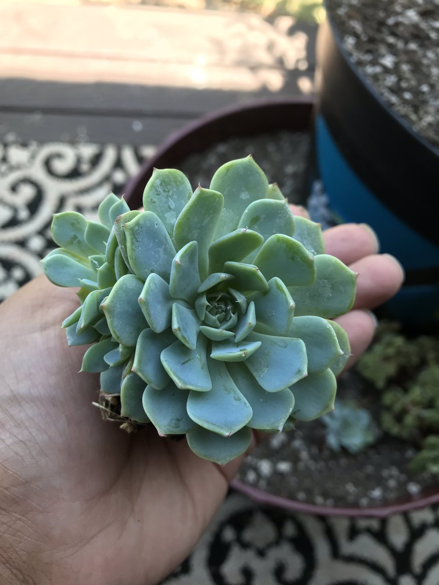 paint_to_paper's tweet photo. 😍 succulents make me happy 🥰 https://t.co/xeHgcyU1D3
