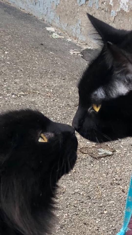 furandfern's tweet photo. Just Pinned to Cats:   https://t.co/uXRrQLia6A https://t.co/dsPdnSPTS0