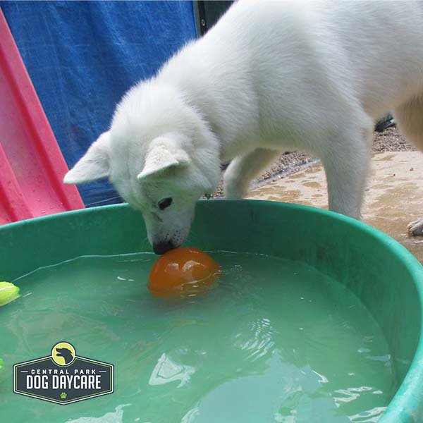 CPDogDaycareOKC's tweet photo. The pool is the place to be on hot and humid days. Are your pups bored at home? Text us at 405-858-2275 to schedule a day of play for your best buddy. #CoolDogs #PlayHere #okc #okcdogs #dogdaycare #doggrooming #dogboarding #dogtraining https://t.co/Hg66Eq4jrp
