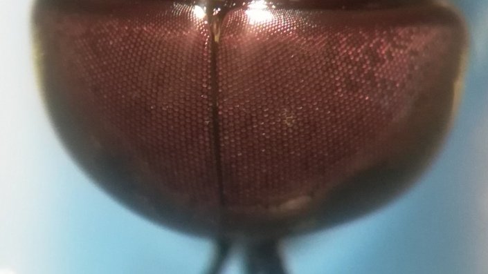 MicrobeMonkey's tweet photo. Horse fly eyes are spectacular under the microscope! #insects #NaturalGeometry https://t.co/2AHm6K5jZQ