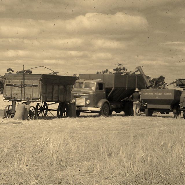 1957 Commer “knocker” truck.
Sunshine No4 header and side cart.
Photo taken 1965.
#singleorigin #craftmalt #riverina #sustainableagriculture #smallbusiness #supportlocal #craftmaltsters #craftbeer #buylocal #brewlocal #beerstartshere #farmtoglass #paddocktopint