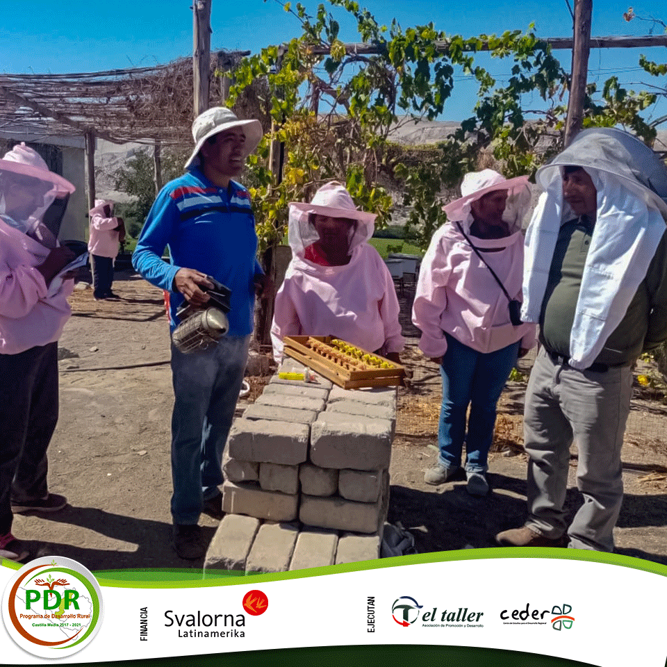 ArequipaPdr's tweet image. Con el fin de fortalecer las capacidades de los apicultores de #Viraco y #Machaguay, el #PDR realizó un intercambio de experiencias en La Joya y Vítor donde visitaron emprendimientos en el manejo y producción de apicultura y conocieron módulos de producción de abejas reinas.