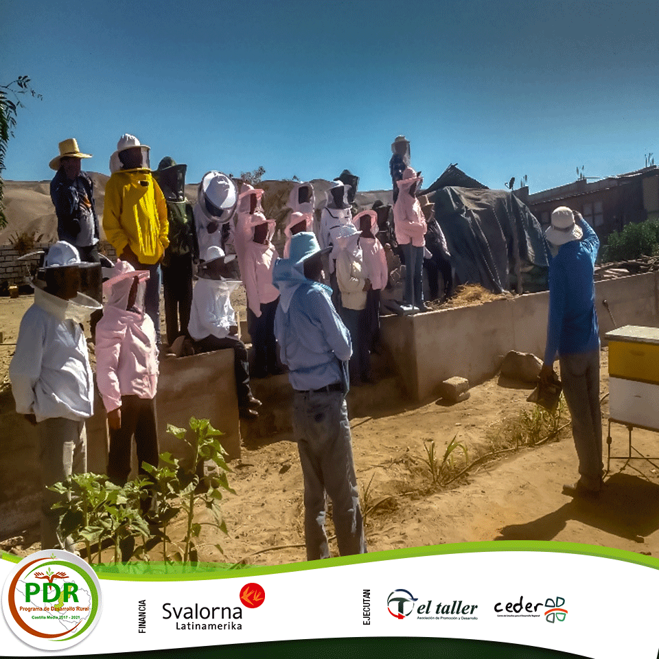ArequipaPdr's tweet image. Con el fin de fortalecer las capacidades de los apicultores de #Viraco y #Machaguay, el #PDR realizó un intercambio de experiencias en La Joya y Vítor donde visitaron emprendimientos en el manejo y producción de apicultura y conocieron módulos de producción de abejas reinas.