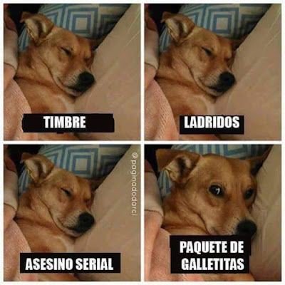 Tipico de tu perro:
- timbre : zzzzz
- ladridos: zzzz
- Asesino serial: zzzzz
-Paquete de galletas : Guaa guaaa guaa