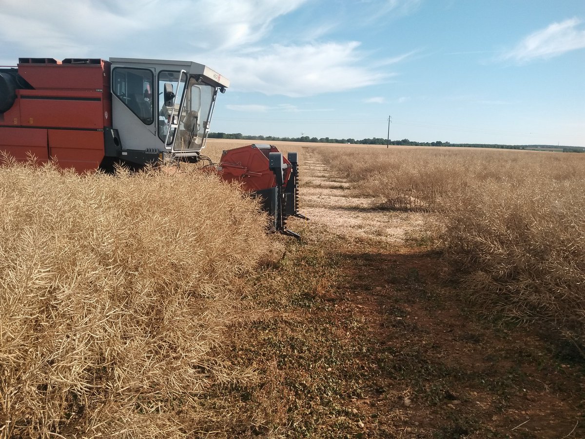 BenoitMallinger's tweet photo. #moissonemc2. @coopEMC2 après 13h sur 2jours Notre grosse plateforme colza pépinière est fini. 630micro de faite. Un bon boulot.
Il y a encore de l'avenir dans les variétés de colza au vue des variétés n-2 n-1. https://t.co/fSG8sHCbgg
