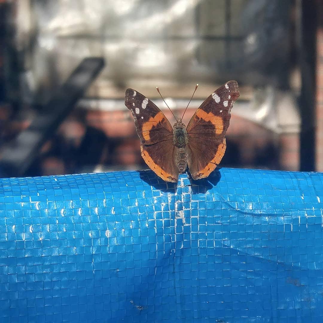 OrganicCnx's tweet photo. Had an amazing and engaging time at #CommunityGreenhousePartners   for #ServeOhio Day 2019 (June 21)! Thanks for the support @ServeOhio! https://t.co/O4ZrwTBs8P