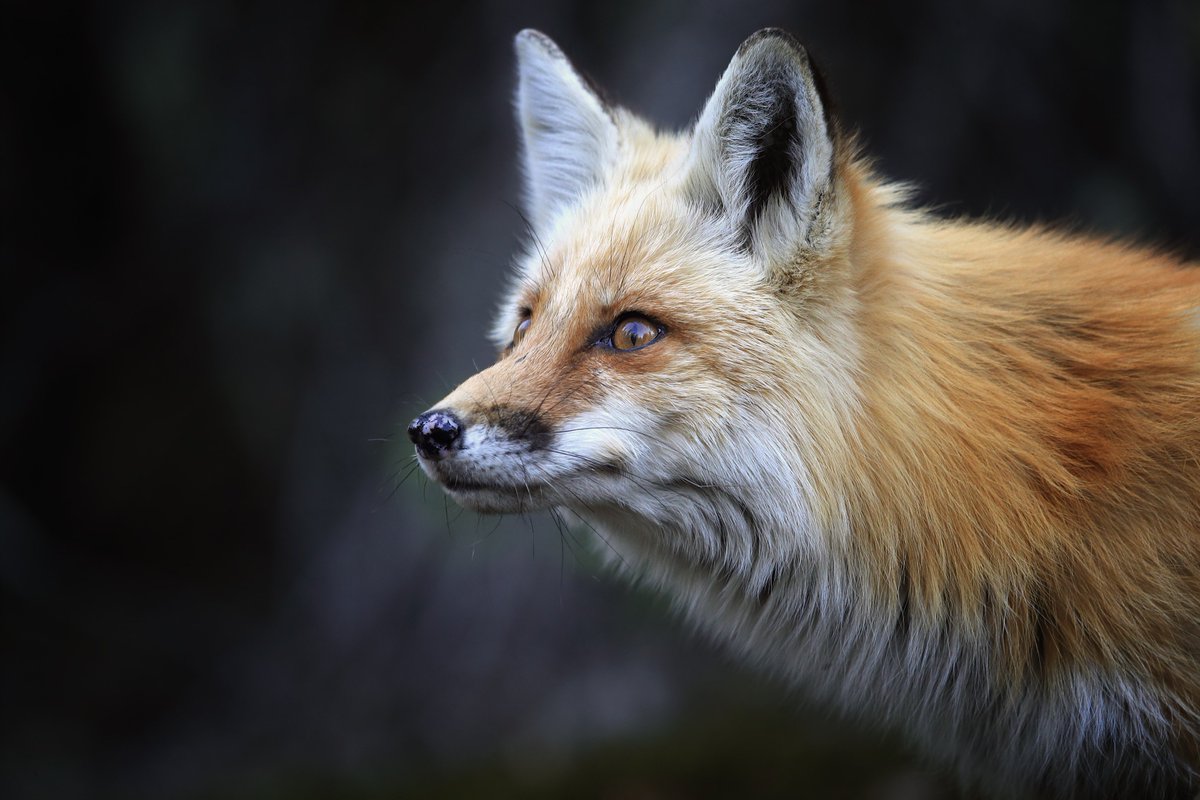 WTKR3's tweet photo. 3 people have altercation with rabid fox in #BayColony neighborhood https://t.co/huiu7wuLS7 https://t.co/30MAvXAPYg
