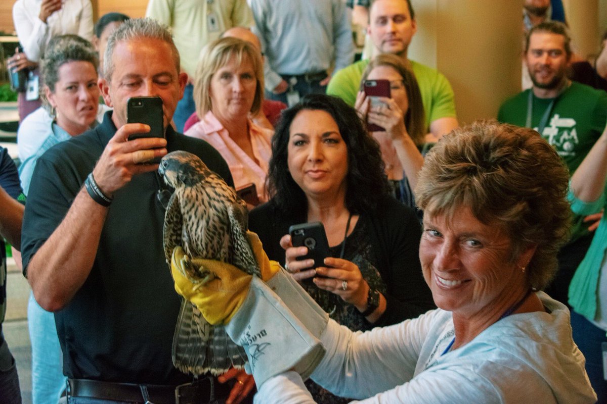 fontenelle4est's tweet photo. Everyone at @mutualofomaha got a treat today: meeting Arrow, a #peregrinefalcon as well two other young peregrines who were born on the roof of the Mutual building! #raptorrecovery #wildkingdom #mutualofomaha #birdsofprey https://t.co/yocLi5tGHJ