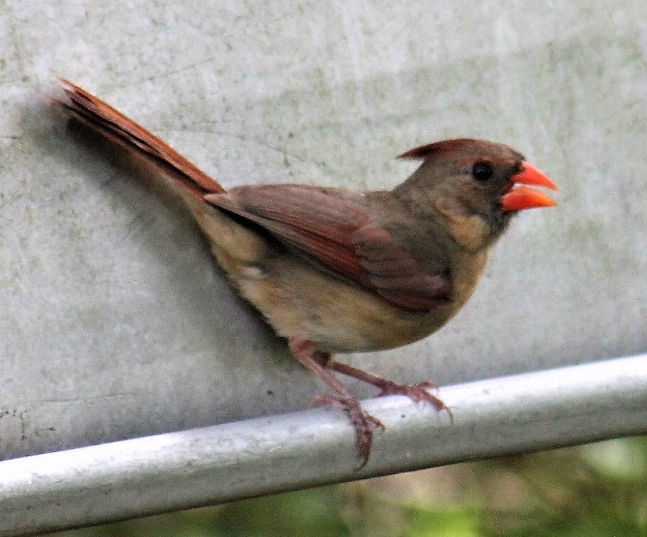 scoobie1o's tweet photo. #FemaleNorthernCardinal hitching a ride on the side of the boat. #Twitternaturecommunity #Nature #Photography #Aves #Vogels #Wildlifephotography #Birds https://t.co/ET5KfXwF2a