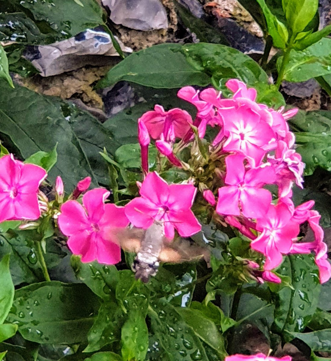 cycleabout's tweet image. Is this a #humingbird #hawkmoth ? Was amazing to watch it dart between the flowers. @MartinHey3