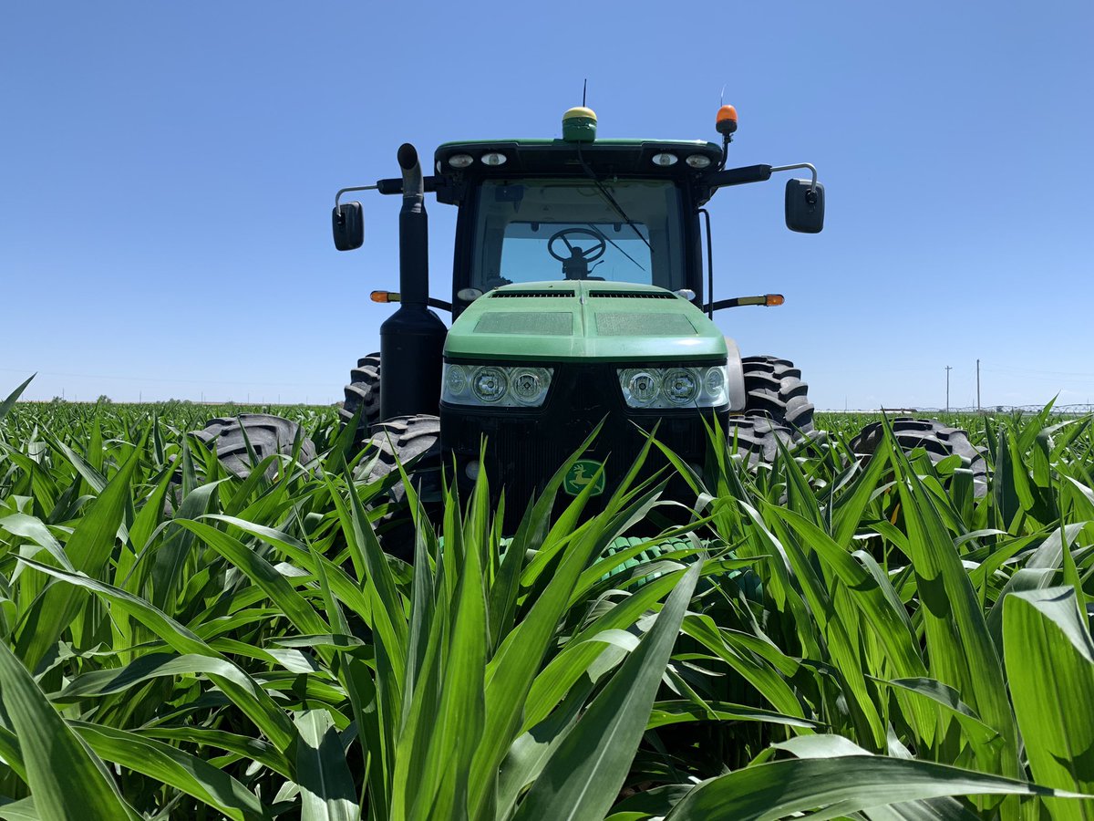 👀 @ChannelSeed 209-15STXRIB is looking phenomenal 👀 #JD8335R #ChannelCorn #Silage