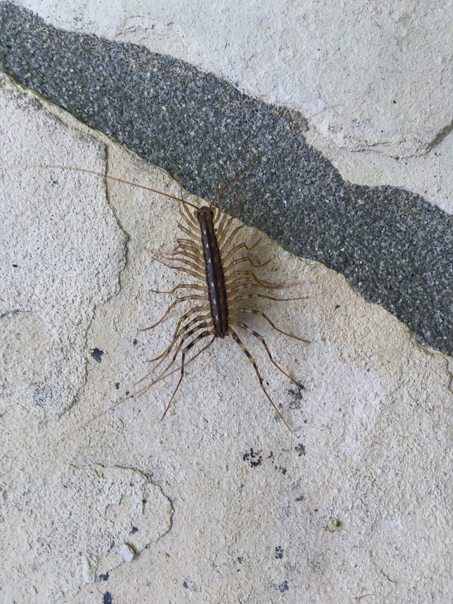 Move to the hills, they said. You’ll love the peace and quiet, they said.
No one mentioned a damn thing about the millipedes...millipedes!! In the house! On the patio! In my nightmares!
