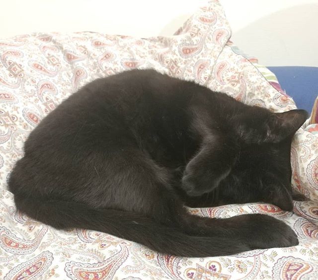 thesillykittens's tweet photo. I'm going to say that no, I can't get any cuter.

Also no, you may not have your bed back.

#kittens #thesillykittens #instacat #blackcat #sleepycat https://t.co/WokXpk3FH8