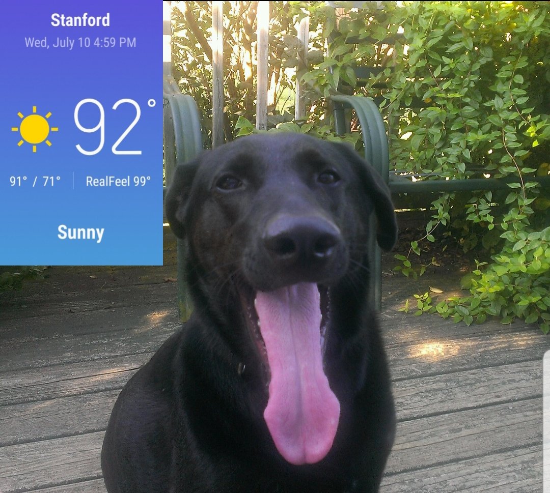 Why Do Dogs Tongues Get Bigger When Hot