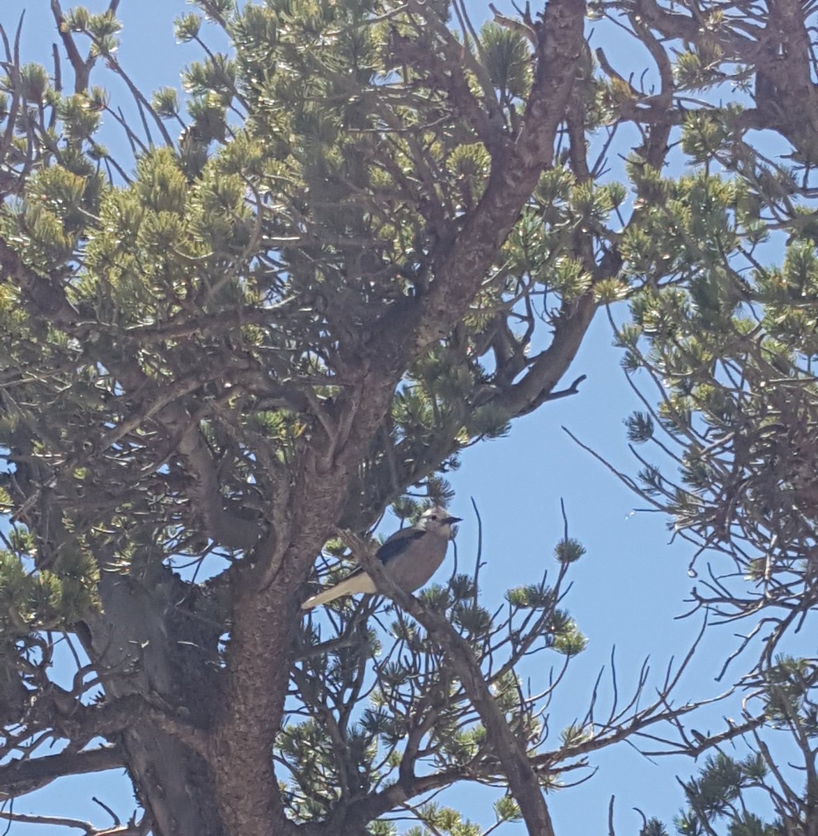 dhwidener's tweet photo. Visiting @rmnp in @Colorado always involves a hike and a picnic lunch. This year we hiked to Bear and Dream Lakes enjoying the birds and ground squirrels along the trail. After hike, enjoyed lunch along #boulderbrook near #Spraquelake. Great day! https://t.co/dQ6GiMk0s0