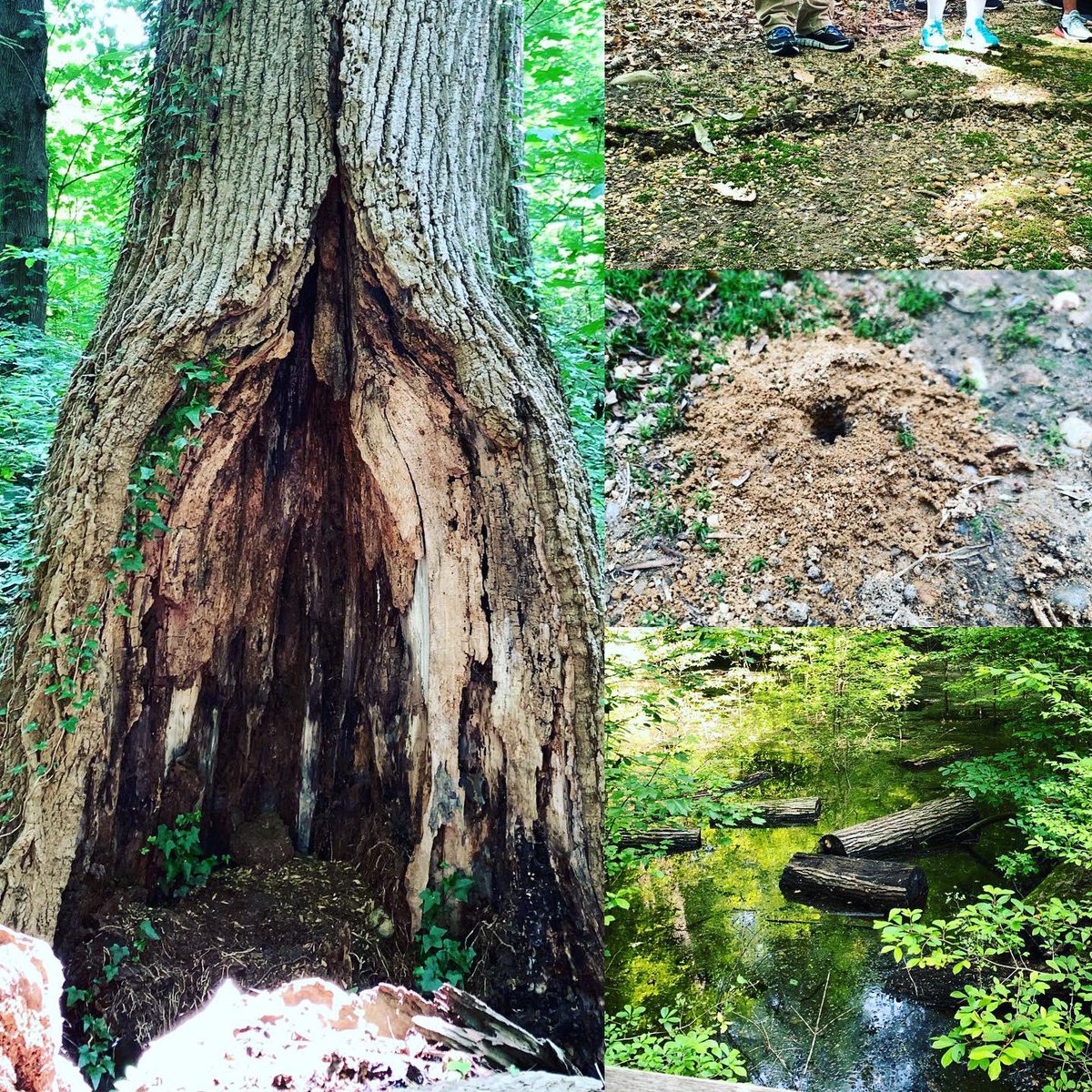 Today was all about forest habitats, above and below the ground! <a href="/teamteichman/">Corinne Teichman</a> #naturecampforus #longislandecology #greentreefoundation