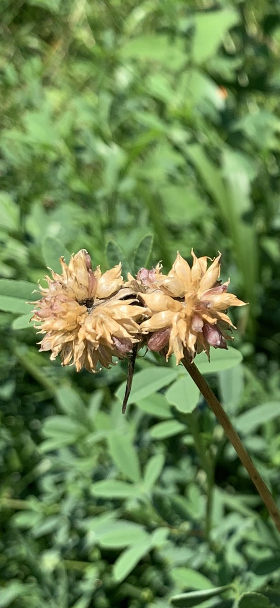 “Native plants of the week” in our monarch garden: Straw-colored Flatsedge and Cup Plant. Also check out our wild garlic <a href="/fcpsGet2Green/">FCPS Get2Green</a>