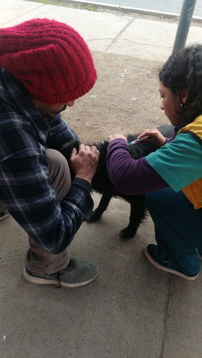 rodolfocarter's tweet photo. Ya repusimos la casita en Diego Portales. Fuimos junto a una veterinaria y vacunamos a un perro del sector. Cumplimos con lo prometido y espero que todos sepan que los animales y el cuidado de ellos ha sido y será siempre parte importante de mi gestión. https://t.co/8TBnwyunHu